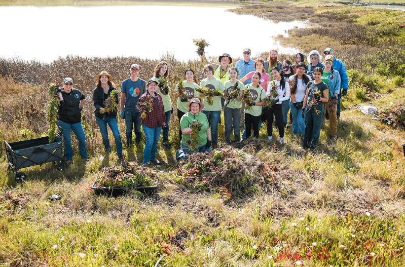 Community members gathers after pulling invasive ice plant